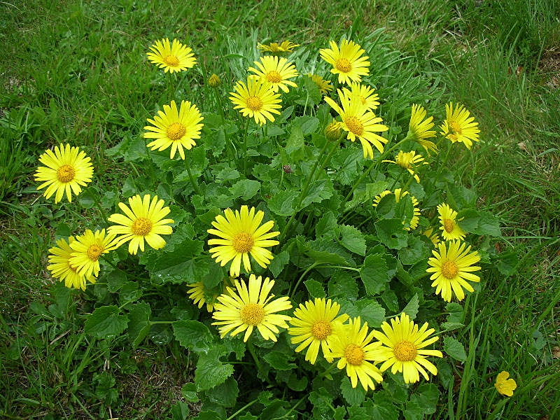 Doronicum columnae / Doronico di Colonna